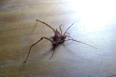 Krateromaspis dilatata