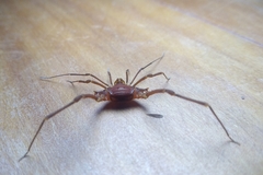 Krateromaspis dilatata