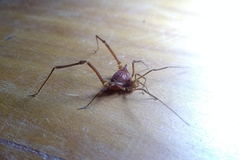 Krateromaspis dilatata