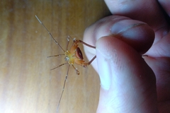 Krateromaspis dilatata