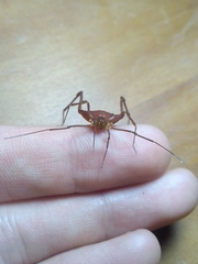 Krateromaspis dilatata