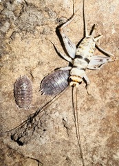 Gryllodes sigillatus