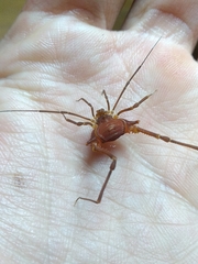 Krateromaspis dilatata