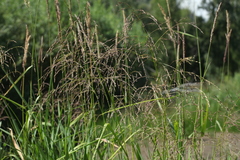 Glyceria arundinacea
