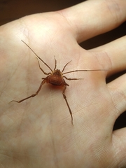 Krateromaspis dilatata