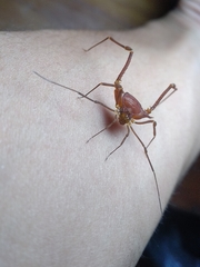 Krateromaspis dilatata