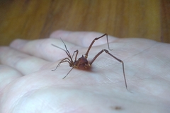 Krateromaspis dilatata