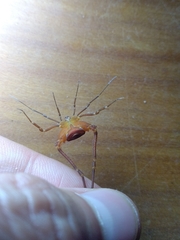 Krateromaspis dilatata