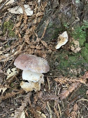 Boletus regineus
