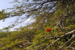 Prosopis rubriflora