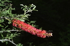 Prosopis rubriflora