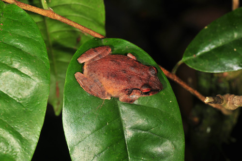 Antillean Coqui, Eleutherodactylus antillensis