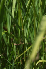 Glyceria arundinacea