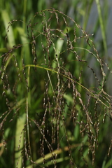 Glyceria arundinacea