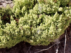 Threlkeldia diffusa