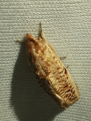 Diastema tigris