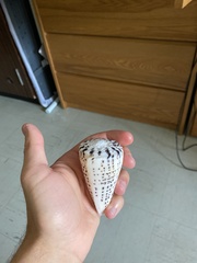 Conus leopardus