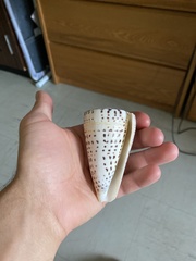 Conus leopardus