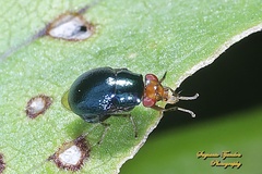 Spaniocelyphus palmi