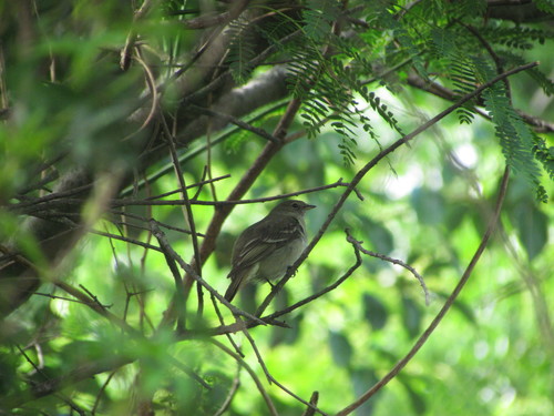 Vale elenia (Elaenia mesoleuca)