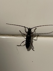 Ambonus interrogationis