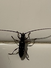 Ambonus interrogationis