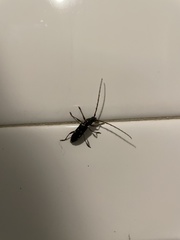 Ambonus interrogationis