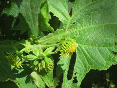 Smallanthus connatus