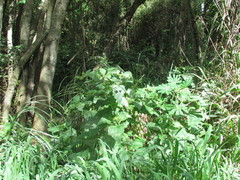 Smallanthus connatus