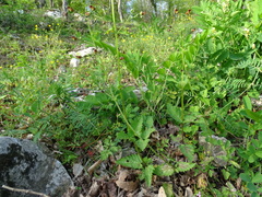 Scrophularia scopolii