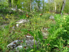 Scrophularia scopolii