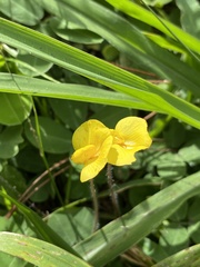 Arachis pintoi image