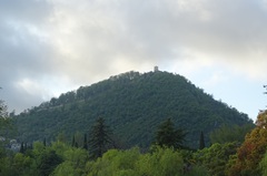 Scrophularia scopolii