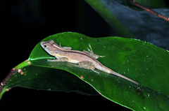 Anolis cristatellus wileyae