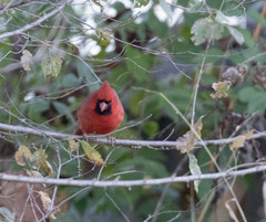 Cardinalis cardinalis