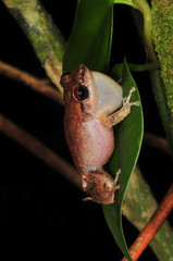 Eleutherodactylus antillensis