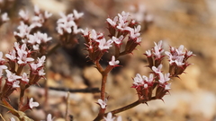 Chorizanthe leptotheca