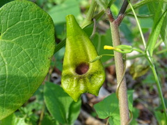 Aristolochia iberica