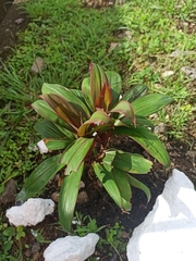 Cordyline fruticosa
