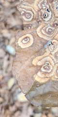 Cristulariella