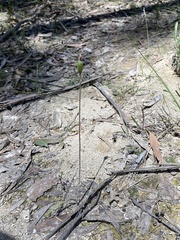 Caladenia transitoria
