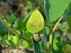 Aristolochia iberica