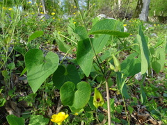 Aristolochia iberica