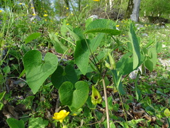 Aristolochia iberica