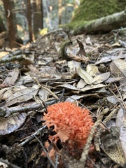 Ramaria stuntzii