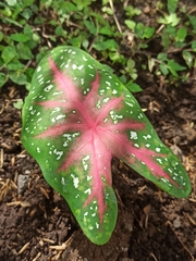 Caladium bicolor