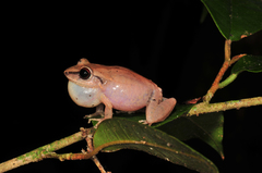 Eleutherodactylus antillensis