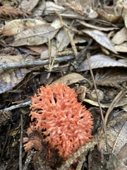 Ramaria stuntzii