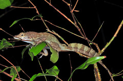 Anolis cristatellus wileyae