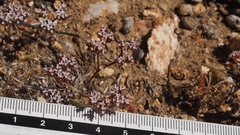 Chorizanthe leptotheca